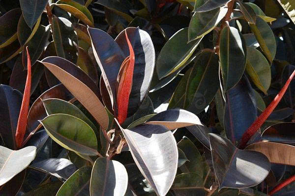 Ông bà dặn: 3 cây CHỚ trồng trước m:ộ, 4 thứ KHÔNG để trên gi:ường